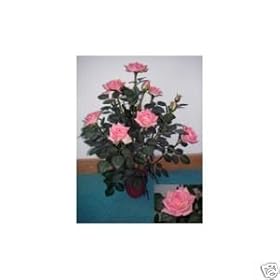 New Indoor/Outdoor Artificial 60cm Pink Rose Tree/Plant