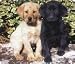 labrador10  - Labrador Retriever Mousepad