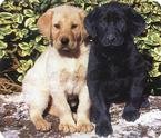 image link -  - B001BC2LGC