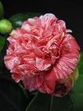 Review   / Camellia Little Bit