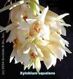 Xylobium squalens 453S