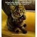 What's the Matter with Henry? The True Tale of a Three-legged Cat