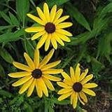 Sweet Black-Eyed Susan (Rudbeckia subtomentosa) - Jumbo Wildflower Seed Packet