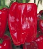 Sweet Redwing Dutch Pepper 15 Seeds