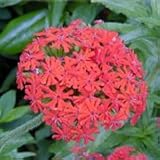 image link - - B0017KNJV4