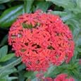 Lychnis chalcedonica (Maltese Cross) - Bulk Wildflower Seeds