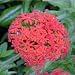 maltese13  - Lychnis chalcedonica Maltese Cross Bulk Wildflower Seeds