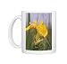 Photo Mugs of European / Common TREEFROG - on yellow Flag / yellow IRIS from Ardea Wildlife Pets