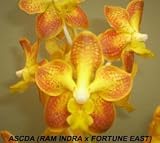 Ascda (Ram Indra Gold x Fortune East)