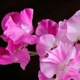 Lathyrus odoratus (Sweet Pea) - Bulk Wildflower Seeds