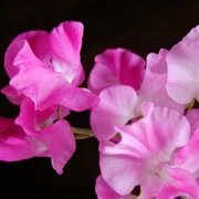 Sweet Pea (Lathyrus odoratus) - Jumbo Wildflower Seed Packet