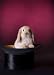 Rabbit on Stage - 60
