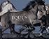 Equus