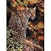 Gold Collection Leopard's Gaze Counted Cross Stitch Kit: 12x16