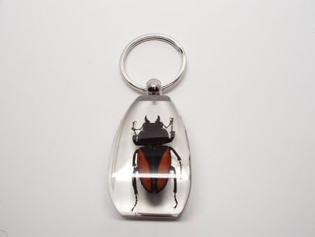 Lucite Treasures Golden Stag Beetle Keychain Large
