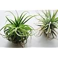 BUY : Air Plant Tillandsia Bromeliads Great Little Houseplant By Hinterland Trading