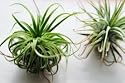 Air Plant Tillandsia Bromeliads Great Little Houseplant By Hinterland Trading