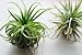 Air Plant Tillandsia Bromeliads Great Little Houseplant By Hinterland Trading