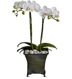 Teleflora