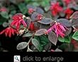 Razzleberry Two Gallon Nursery Plant
