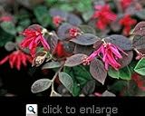 Razzleberry Two Gallon Nursery Plant