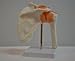Cranstein A-332 Shoulder Joint Model - Anatomy, Skeleton