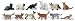 Domestic Cats Toob