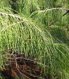 Pinus patula: Mexican Pine Seeds