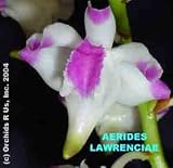 Aerides lawrenciae 904S