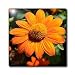 Sunshine Mexican Sunflower Flower Photography - 4 Inch Ceramic Tile