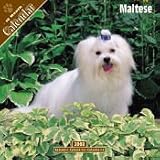 2008 Maltese 2008 16 Month Wall Calendar **IN STOCK NOW**