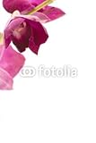 IMAGE OF Wallmonkeys Peel and Stick Wall Decals - Pink Orchid - 60