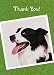 Border Collie Thank You Card