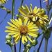 Cup Plant (Silphium perfoliatum) - Jumbo Wildflower Seed Packet