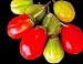 Red Eggplant 20 Seeds - Gilo -RARE