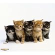 WOW!PAD 7.5" x 8.5" Puppies & Kittens Mouse Pad--Kitties