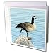 Cassie Peters Photography - Canada Goose Photographed by Angelandspot - Greeting Cards-12 Greeting Cards with envelopes