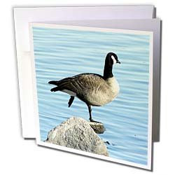 Cassie Peters Photography - Canada Goose Photographed by Angelandspot - Greeting Cards-12 Greeting Cards with envelopes