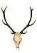 This Is Horns of Deer Very Well Kept - 24