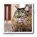 maine_coon10maine coon - Maine Coon 10x10 Iron On Heat Transfer For