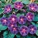 SUTTONS SEEDS: Morning Glory 'Purple Haze' (22 seeds)