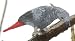African Gray Parrot