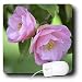Patricia Sanders Flowers - Two Pink Roses- Spring Flowers- Photography - Mouse Pads