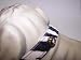 Kitchen & Housewares : Jungle Queen 3/4in Dog Collar 141 Zebra 12in