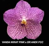 Vanda (Wirat Pink X Dr. Anek FCC) 1612H