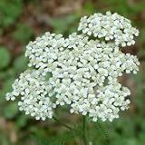 Red Yarrow (Achillea millefolium rubra) - Jumbo Wildflower Seed Packet