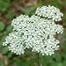Achillea millefolium (White Yarrow) - Bulk Wildflower Seeds
