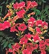 Trumpet Creeper Campsis Madame Galen Five Gallon