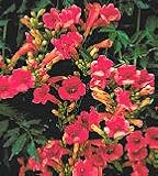 Trumpet Creeper Campsis Madame Galen Five Gallon
