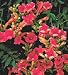 Trumpet Creeper Campsis Madame Galen Five Gallon